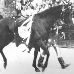 Quel palio che.. Orbello cavallo triste