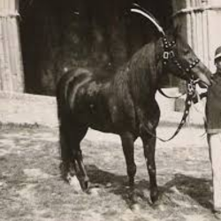 Folco cavallo romantico